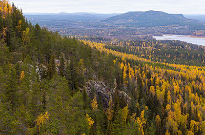 Böljande, norrländskt skogslandskap med gröna barrskogar och inslag av höstfärgade lövträd. Björnbergens naturreservat, Norrbottens län.