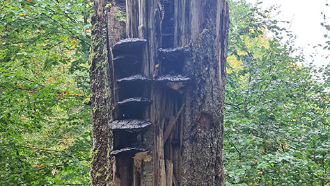En bok (trädslag) står upp i en skog och är bruten på mitten. På trädet växer svamp.
